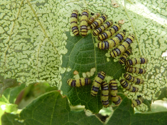 Western Grapeleaf Skeletonizer Caterpillars snacking in my garden