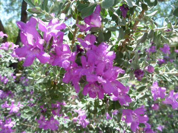 Texas Sage exploded overnight. A gorgeous plant that usually is mal-pruned, so no one gets to see its blooms.